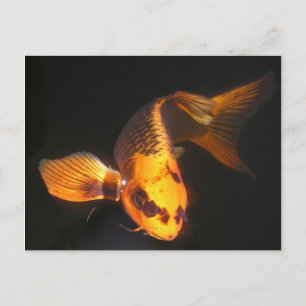 Carte Postale Hover Le Grand KOI