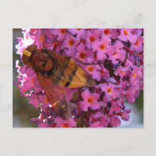 Carte postale Hoverfly