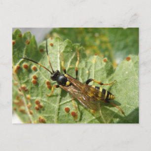 Carte postale Hoverfly
