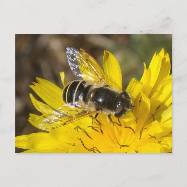 Carte postale Hoverfly (Devant)