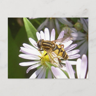 Carte postale Hoverfly - Helophilus