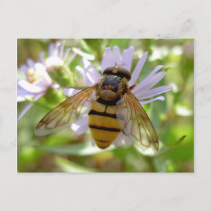 Carte Postale Hoverfly - Volucella inanis