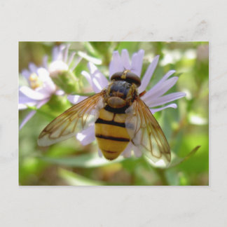 Carte Postale Hoverfly - Volucella inanis