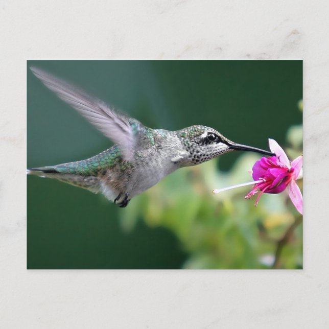 Carte Postale Hovering (Devant)