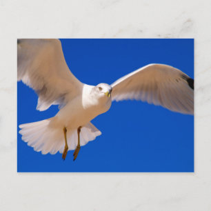 Carte Postale Hovering