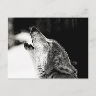 Carte Postale Howling Wolf