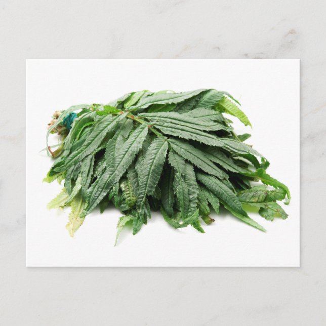 Carte Postale Huacatay (Devant)