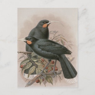 Carte Postale Huia