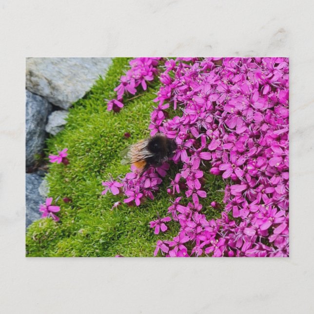 Carte Postale Hummel (Devant)