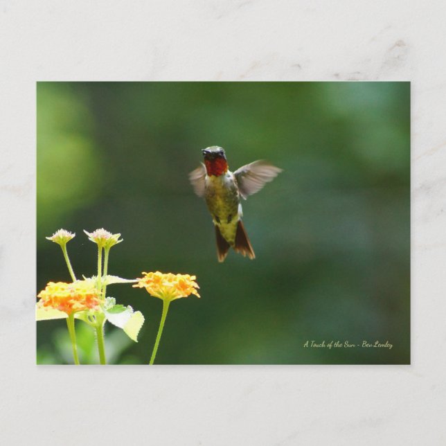 Carte Postale Humming by to say Hi ! (Devant)