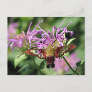Carte postale Hummingbird Moth