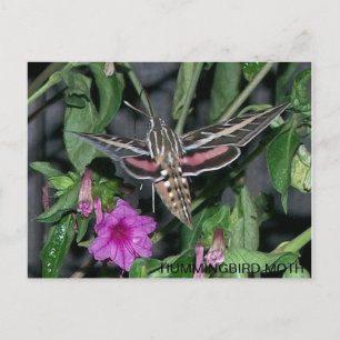 CARTE POSTALE HUMMINGBIRD MOTH