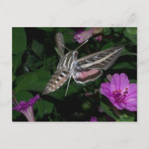 CARTE POSTALE HUMMINGBIRD MOTH 2