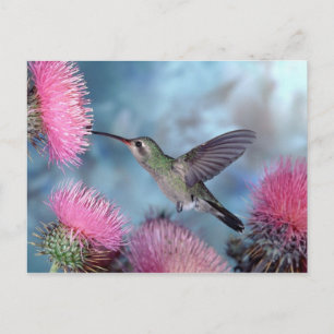 Carte Postale Hummingbird Postcard