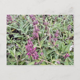 Carte Postale Hummingbird Sage
