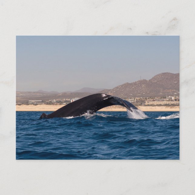 Carte Postale Humpback Whales in Mexico (Devant)