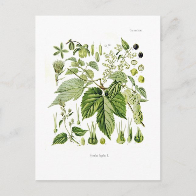Carte Postale Humulus lupulus (houblon) (Devant)