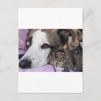 Carte Postale Hund, Katze, Freundschaft