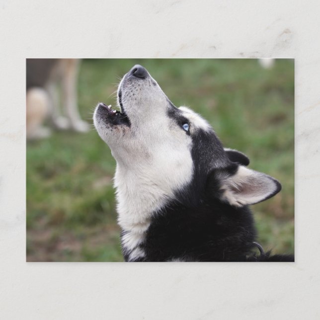 Carte Postale hurler (Devant)