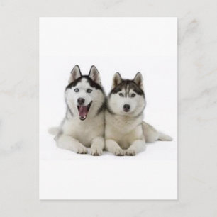 Carte Postale Huskies