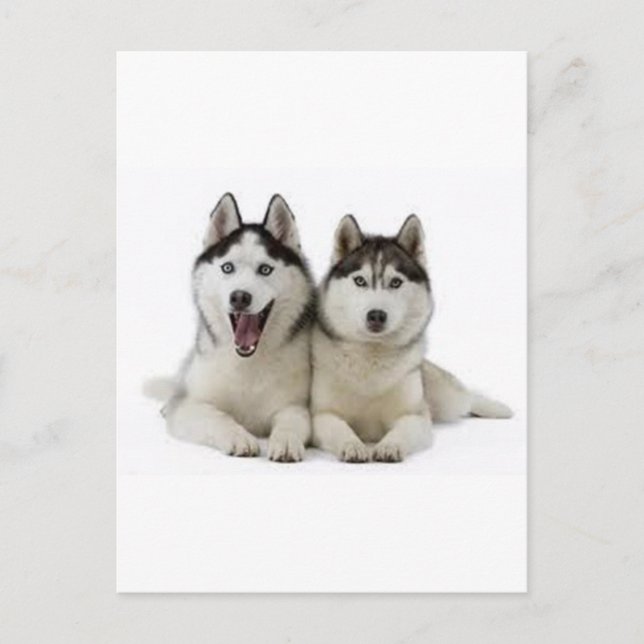 Carte Postale Huskies (Devant)