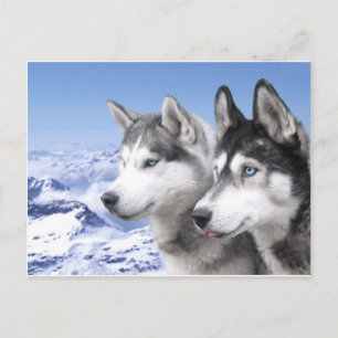 Carte Postale Huskies de Sibérie