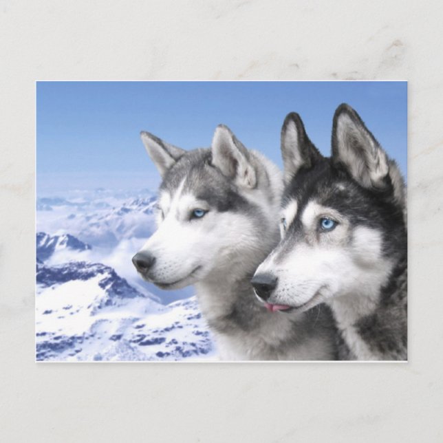 Carte Postale Huskies de Sibérie (Devant)