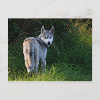 Carte Postale Husky