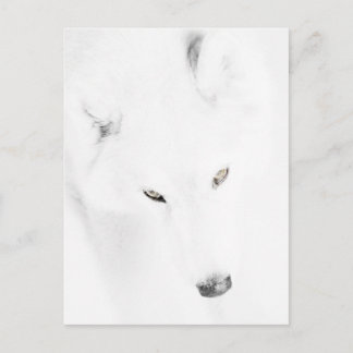 Carte Postale Husky