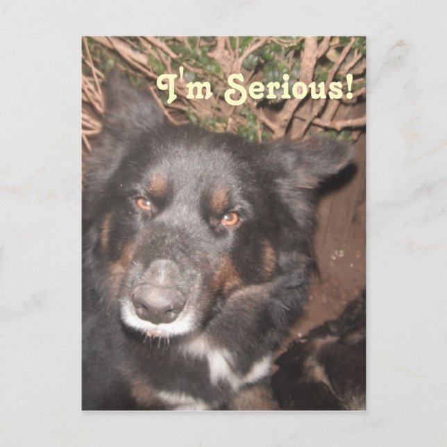 Carte postale Husky Collie Cross (Devant)