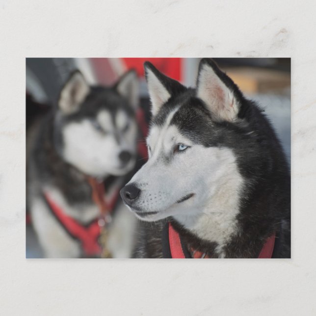 Carte Postale Husky dog before a race (Devant)