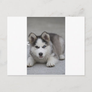 Carte Postale Husky Puppy
