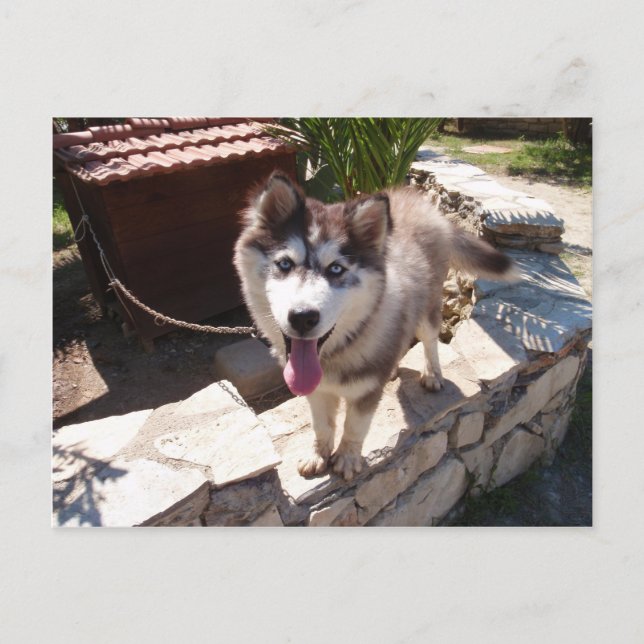 Carte Postale Husky Sam (Devant)