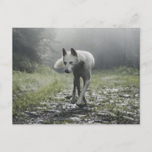 Carte Postale Husky sibérien blanc