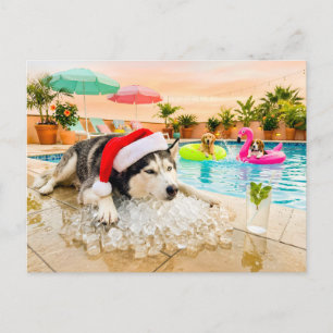 Carte Postale Husky sur les rochers à Noël