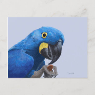 Carte Postale Hyacinth Macaw
