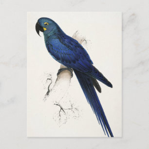 Carte postale Hyacinth Macaw