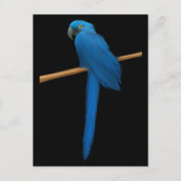 Hyacinth Macaw Parrot
