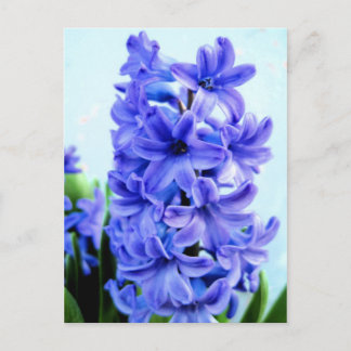 Carte postale Hyacinthe Bleue