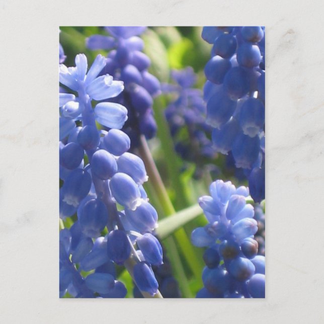 Carte postale - Hyacinthe de raisin (Devant)