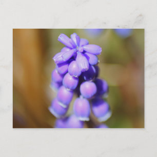 Carte Postale Hyacinthe de raisin