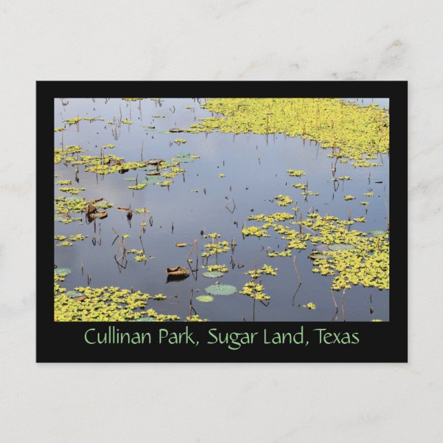 Carte Postale Hyacinthe D'Eau À Cullinan Park, Sugar Land, Texas (Devant)
