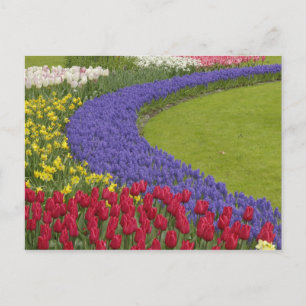 Carte Postale Hyacinthe des tulipes et des raisins et jardin des