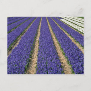 Carte Postale Hyacinthes bleu jaune près de Lisse, fleurs hollan
