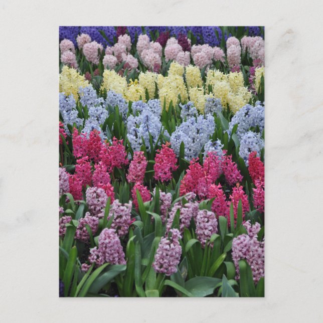 Carte Postale Hyacinthes de printemps colorés (Devant)