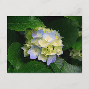 carte postale hydrangea