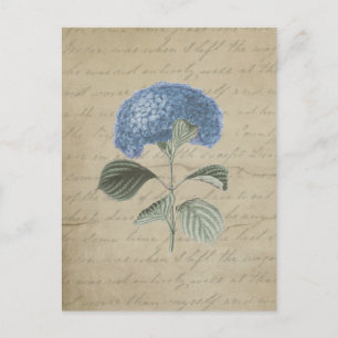 Carte Postale Hydrangea bleu vintage avec Calligraphie antique