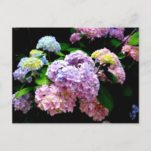 Carte Postale Hydrangea garden, rose, bleu, purple floral