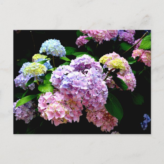 Carte Postale Hydrangea garden, rose, bleu, purple floral (Devant)