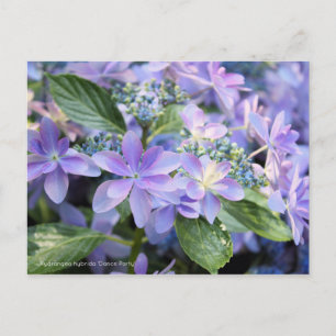 Carte Postale Hydrangea hybrida 'Dance Party' [Carte postale]